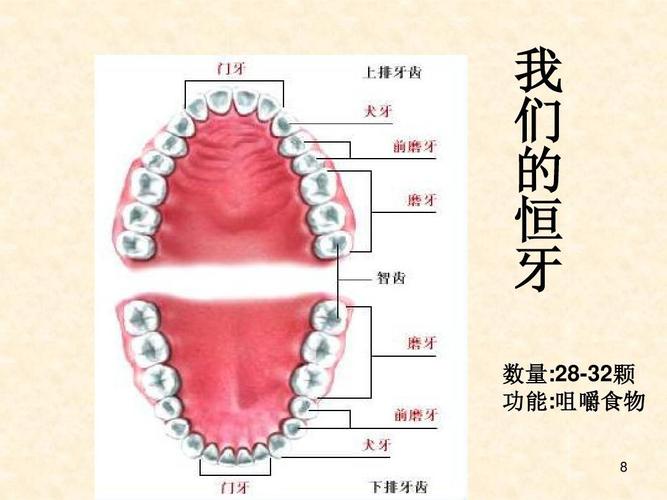 牙齿的结构与功能ppt