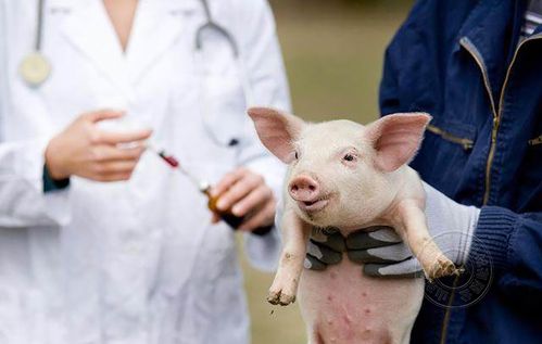 给猪注射疫苗