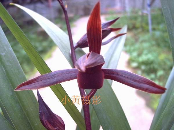 *** 紫红素 ***-墨兰篇-中国兰花交易网社区