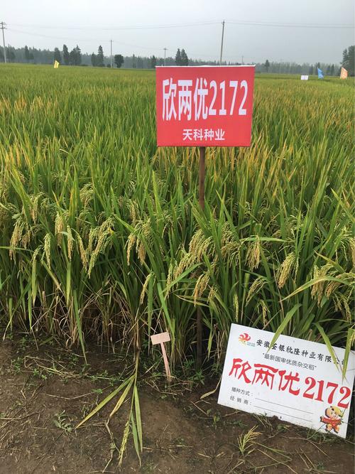2019年度天科种业水稻主推品种