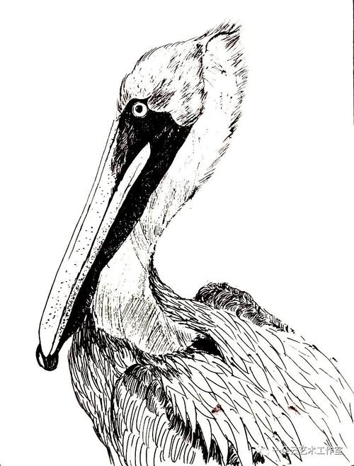 绘画教程这么魔幻的鸟界二哈鹈鹕你听说过吗