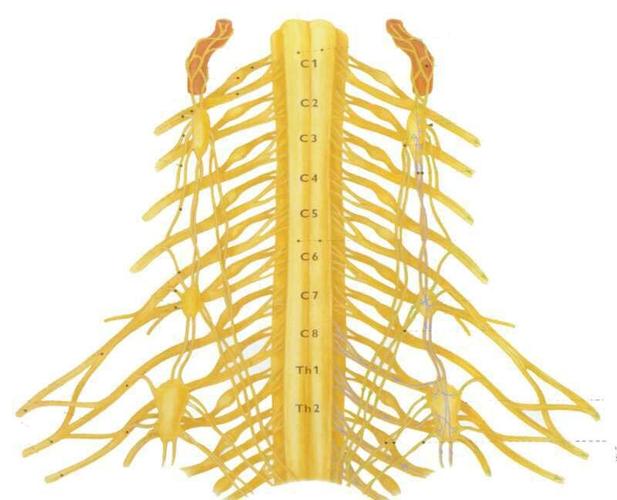 空中大课堂讲的脑神经,颈椎,胸椎,腰椎,骨质增生,五脏六腑,细胞膜