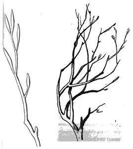 树的枝干怎么画简笔画