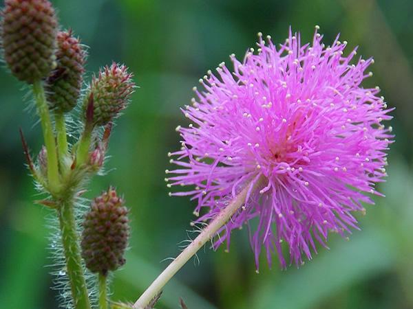 含羞草花语是什么 含羞草花语及特点