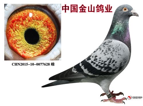 中国金山鸽业 - 中信网铭鸽展厅 www.ag188.com