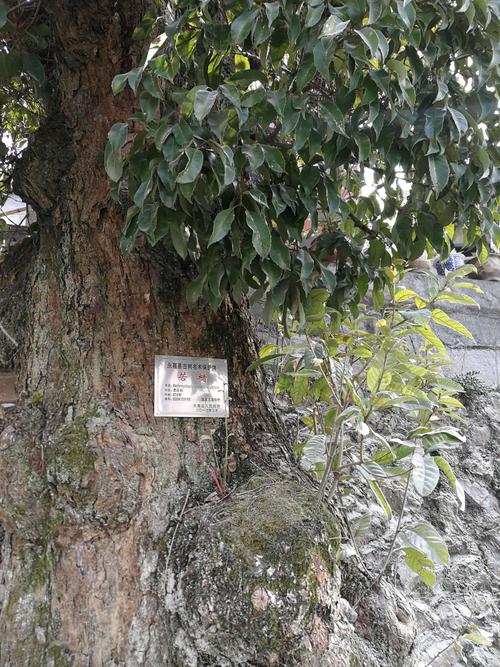 两棵苦槠古庙口