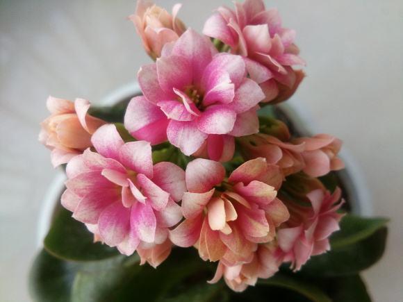 长寿花中的6个经典大花品种,单朵能开一元硬币大,花开