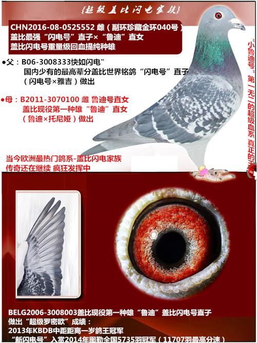 贵州鸽友使用本舍考夫曼小迪克血系获得  2016贵州林城公棚首关冠军