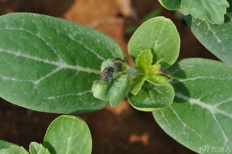 嫁接西瓜苗期病害——请大家鉴定