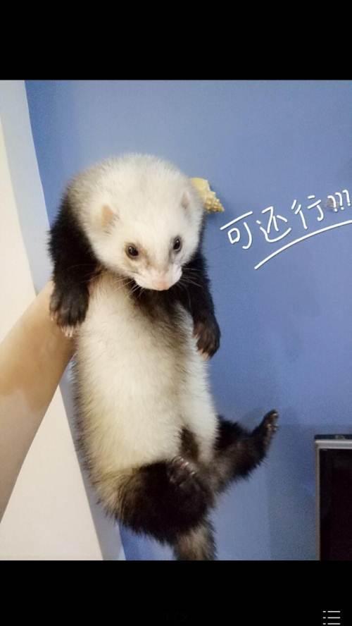 (赠送)安格鲁雪貂求寄养,有感兴趣的朋友限女性