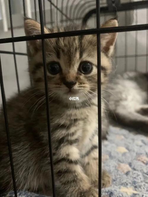 这就是土猫嘛_蓝猫_宠物_猫_晒猫