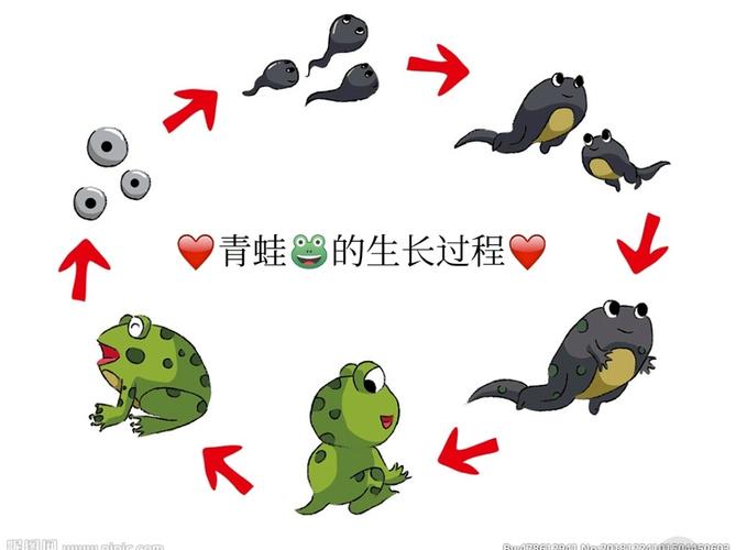 让我们来了解一下青蛙的生长过程吧!