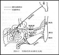 肠中风