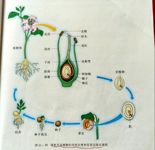 但具两性花的植物不一定都是自花传粉.   当花粉落到雌蕊柱