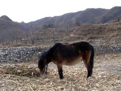 骡子不想干活跳崖自尽