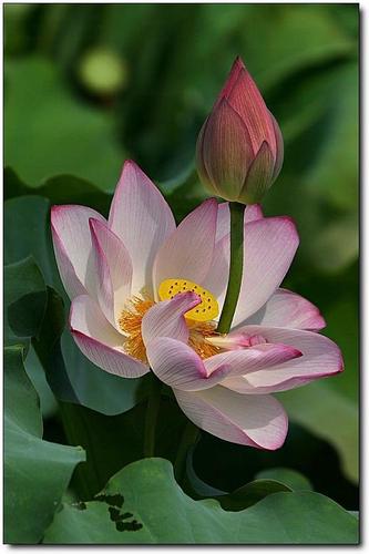 佛莲花图片唯美图片手机壁纸高清