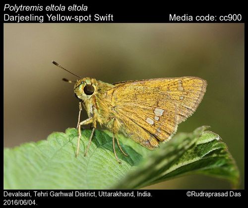 polytremis eltola eltola - darjeeling yellow-spot swift