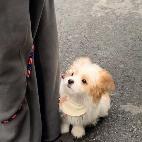 狗狗头像_头像_狗狗_头像分享_素材_头像