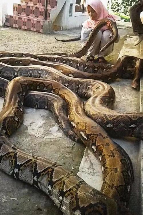 5条蟒蛇串门,女孩刚要抱却被蟒蛇嫌弃:最讨厌别人碰我