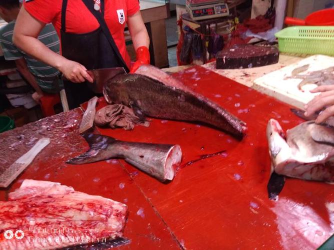 邓梓欣家政作业--清蒸海帽鱼