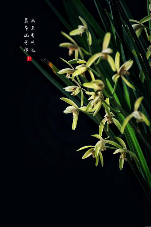 幽幽建兰香