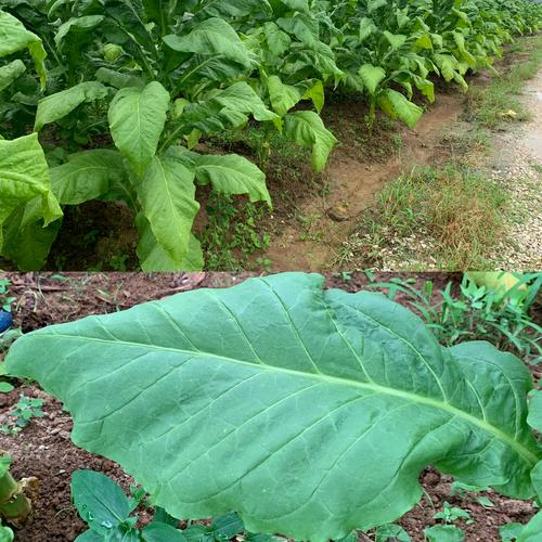 【黔东南州烟草】结构优化后下部烟叶采烤技术要点