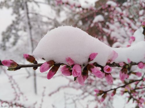 20180405春季雪景
