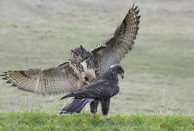 猫头鹰很少有天敌威胁,为什么我国南方的猫头鹰越来越