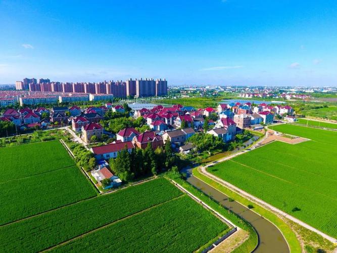 宝山罗泾镇塘湾村水稻田里飞白鹭民风淳朴乡愁浓