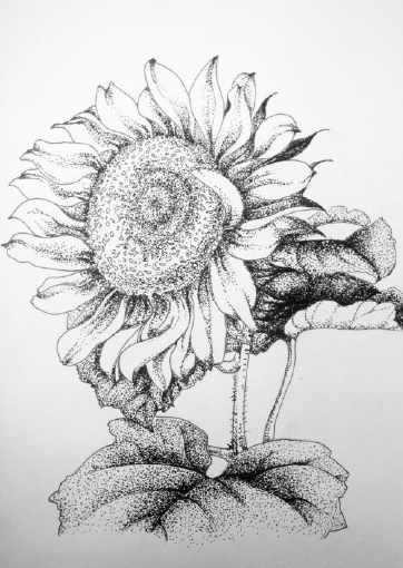 简单容易素描画手抄报 简单手抄报