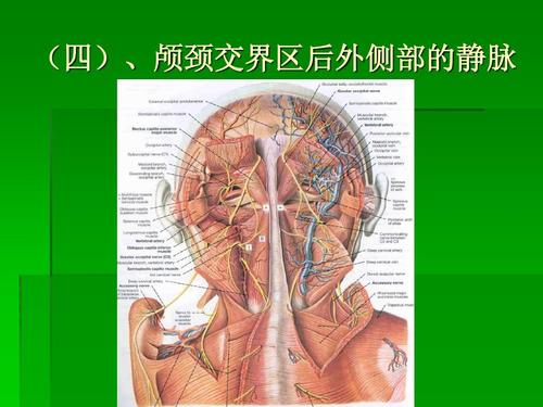 (四),颅颈交界区后外侧部的静脉