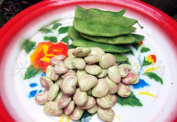 供应农夫龙太荷包豆/花豆