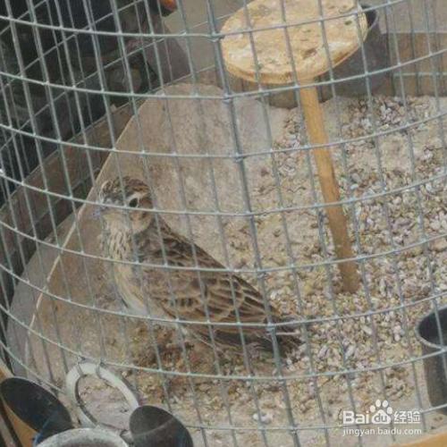 挑选鱼鳞燕的绝招