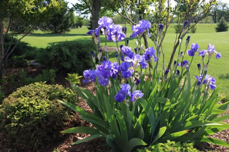 园林绿化苗木 庭院植物 鸢尾 蝴蝶兰苗 花期特长 可