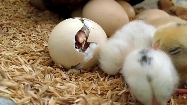 小鸡孵化全过程,从外部打破是食物,从内部打破是生命!