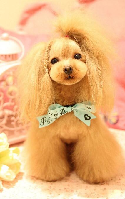 不能不看的泰迪经典美容造型(一)