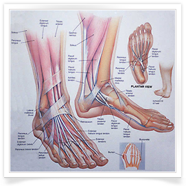 当支持第一跖骨的软组织失效时,第一跖骨便会在日常活 动如步行和运动