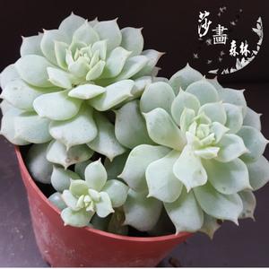 多肉 静夜多头群生 状态美经典红尖萌系美肉新手易养植物莎画森林