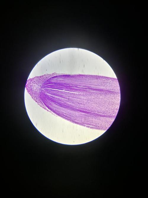 2,观察根尖纵切片,认识各部分结构.
