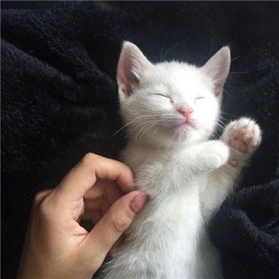 qq个性头像男生抱猫咪系列 可爱萌萌哒猫咪头像男生版