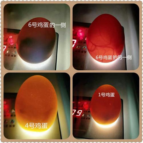 蛋壳里的新生命