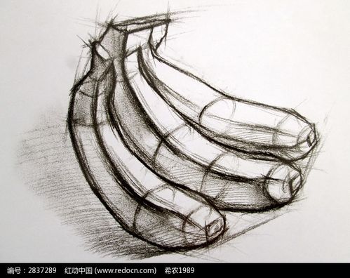 素描香蕉结构图