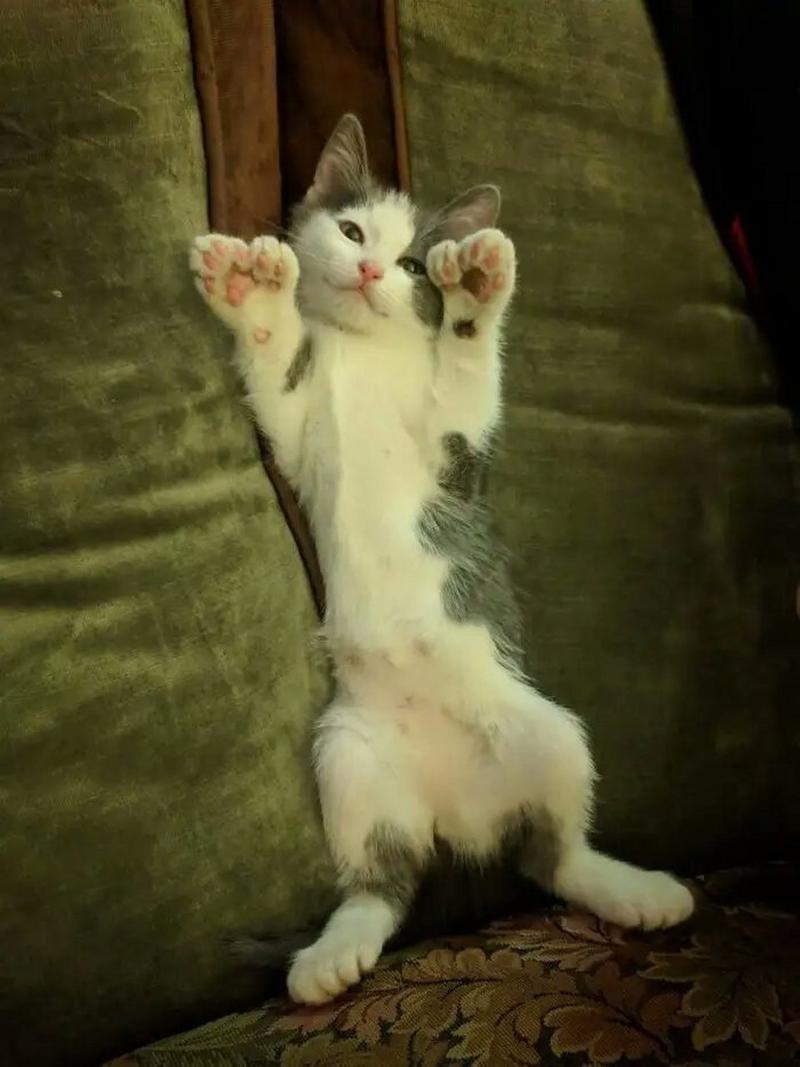 "我不是单纯的多趾猫,我是直接多了一只脚掌哦"#萌宠潮可爱