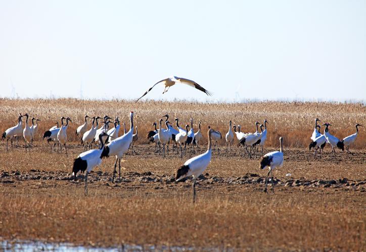 江苏盐城沿海滩涂珍禽国家级自然保护区