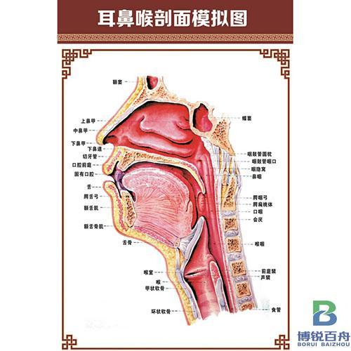 耳鼻喉剖面模拟图
