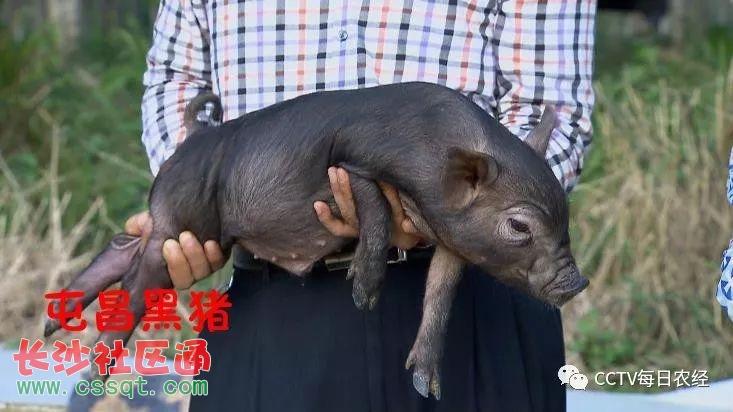 cctv每日农经"屯昌黑猪能多长40斤肉的秘密"