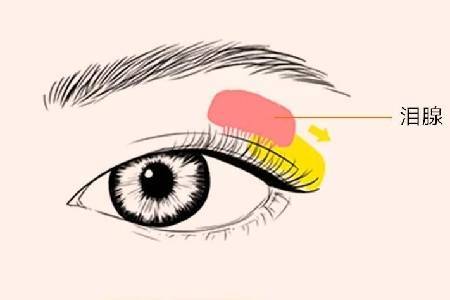 首大马玲珍:泪腺囊肿要做那些检查