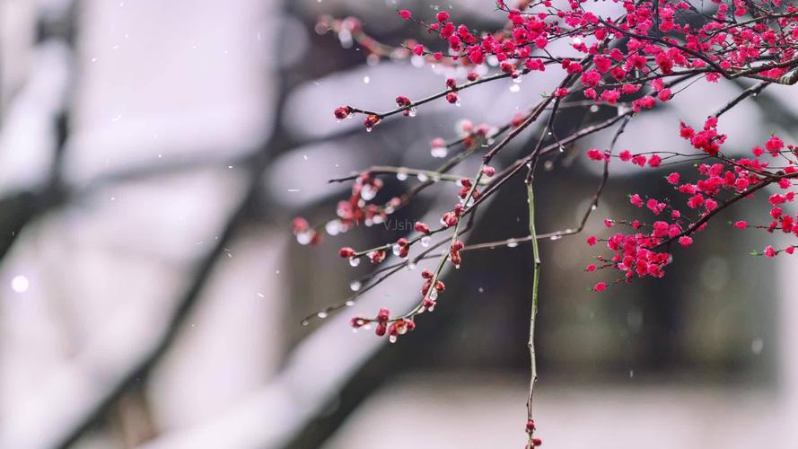 视频素材 舞台背景 配乐歌舞 雪落下的声音