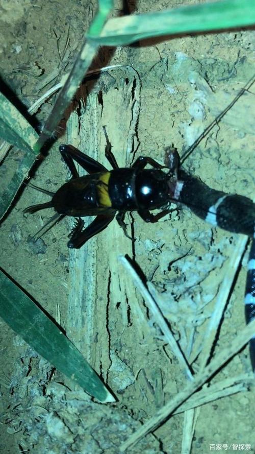 关于两广蟋蟀与油葫芦和花生大蟋蟀还有双斑蟋蟀,4种