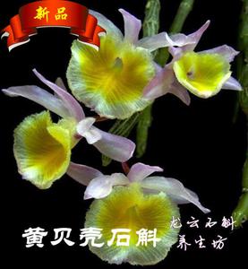 黄贝壳石斛